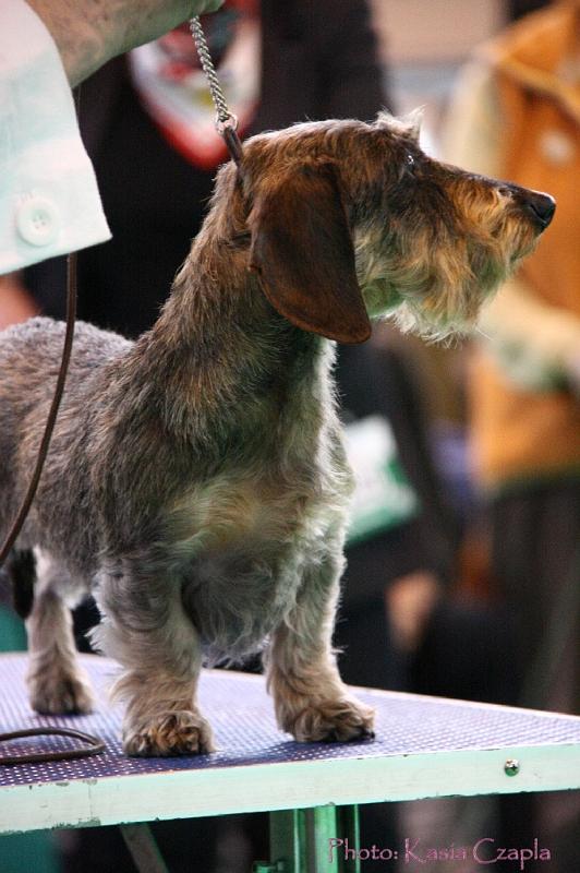 Crufts2011_2 1472.jpg